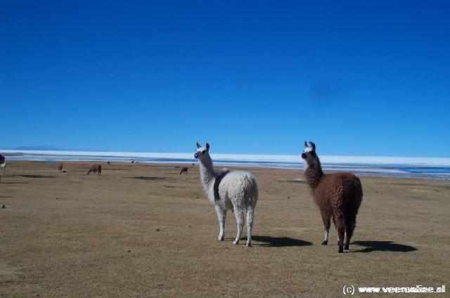 Bolivia - Lama's
