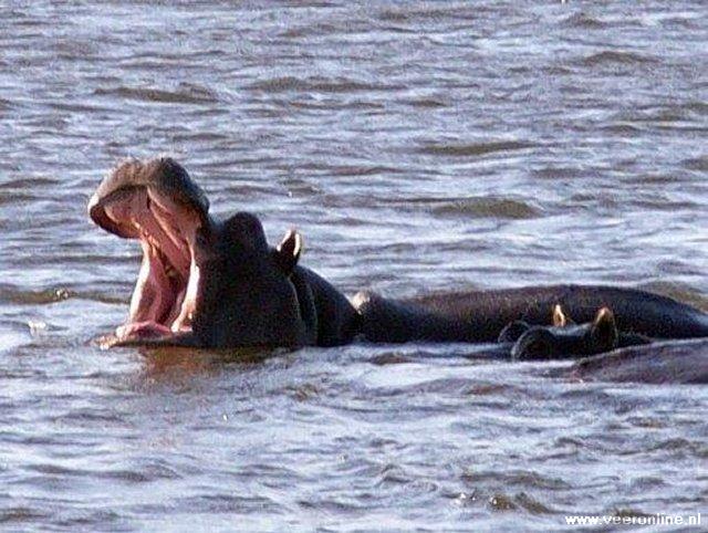 Botswana - Een hippo