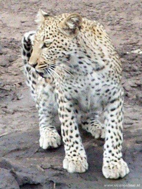 Botswana - Een luipaard
