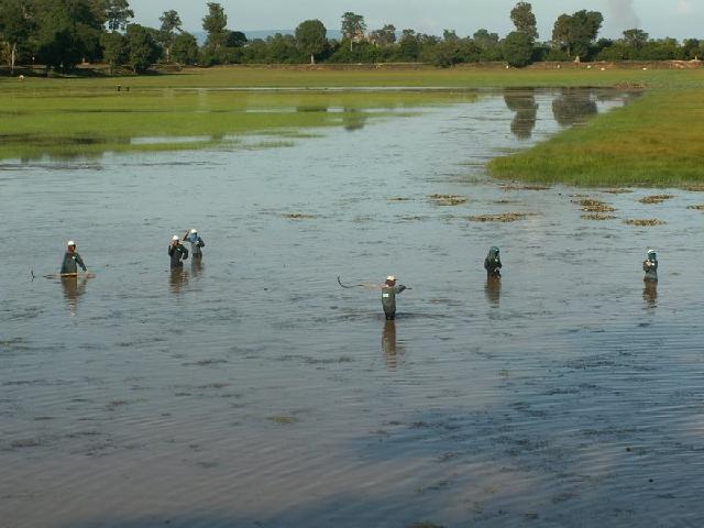 Cambodja - Rijstvelden