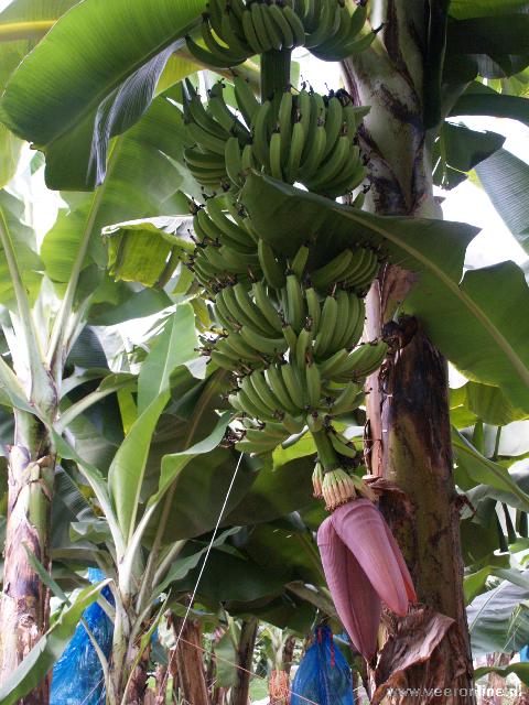 Costa Rica - bananenboom