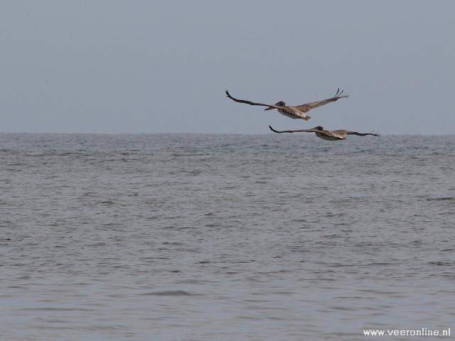 Costa Rica - Pelicans