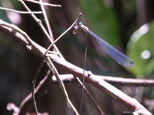 Costa Rica - Odonata