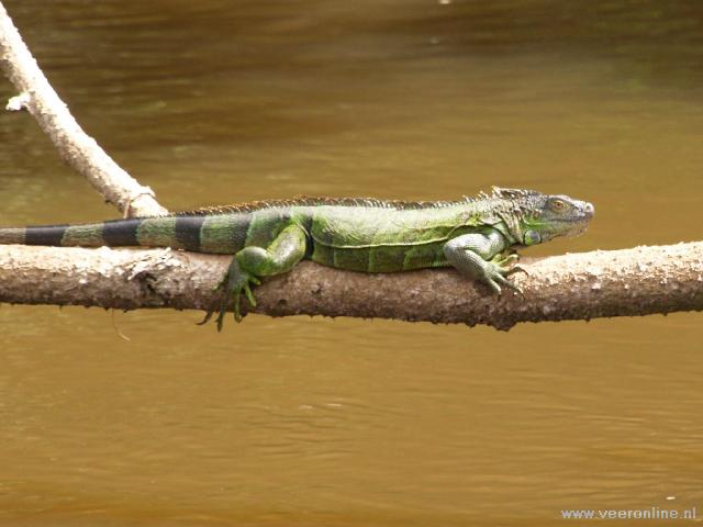 Costa Rica - Green Iguana