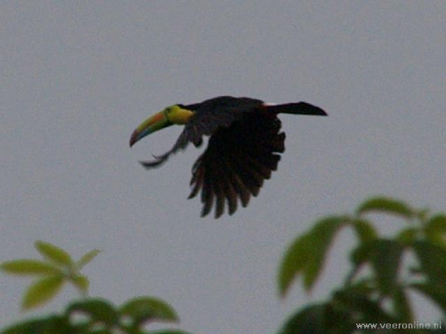 Costa Rica - Flying toucan