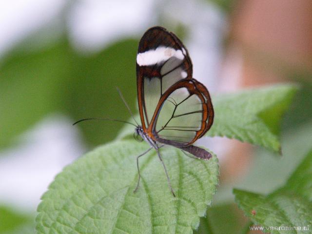 Costa Rica - Glass butterfly