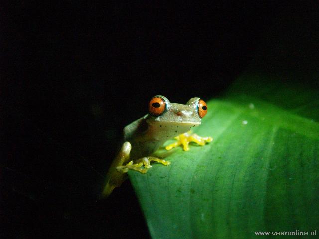 Costa Rica - Famous frog Costa Rica