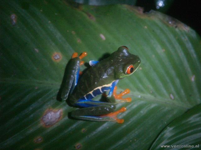 Costa Rica - Misfit Leaf Frog