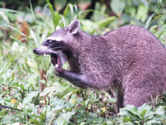 Costa Rica - Raccoon