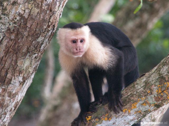 Costa Rica - White-throated capuchin monkey