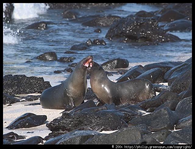 Galapagos Eilanden - Zeehonden