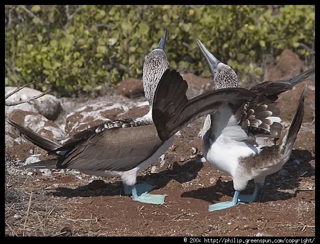 Galapagos Eilanden - Blue footed Boobies