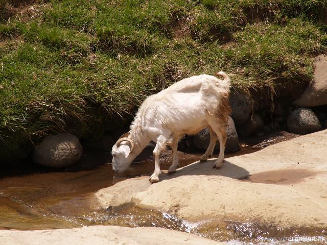 Lesotho - Drinkende geit