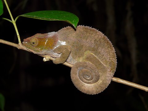 Madagaskar - kameleon