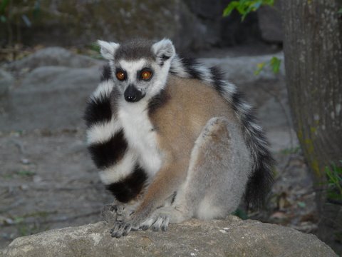 Madagaskar - Lemuur Catta