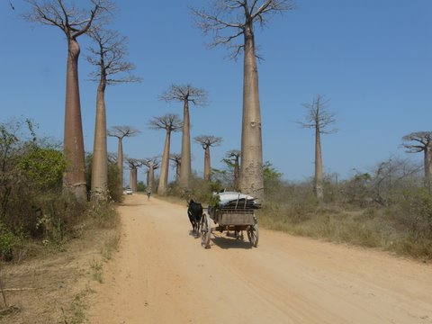 Madagaskar - Baobab-allee
