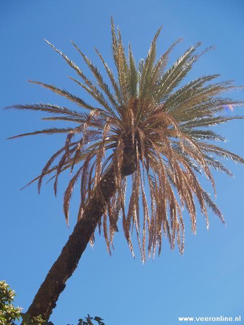 Marokko - Palmboom