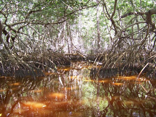 Mexico - Mangrove bos