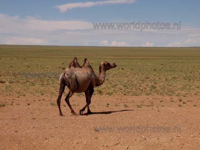 Mongolia - Camel