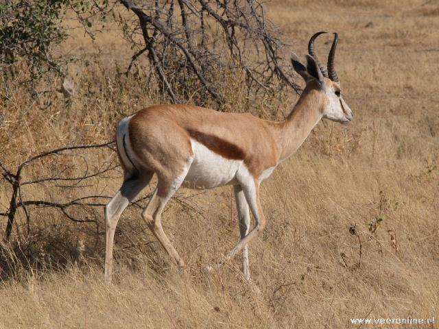 NamibiÃ« - Springbok