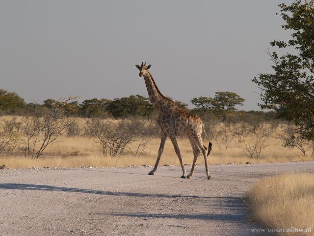 Namibia - Giraffe on the road