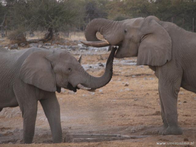 Namibia - Playing Elephants