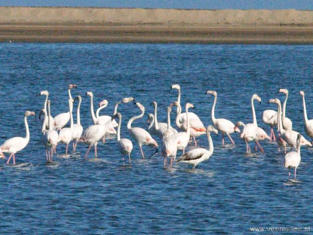Namibia - Flamingos