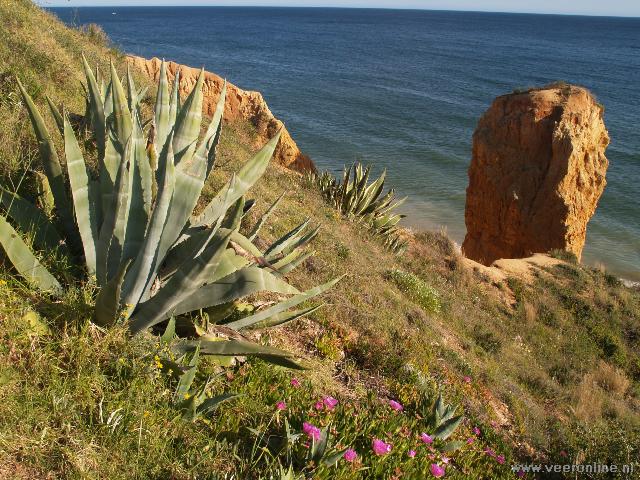 Portugal - Cactus aan de kust