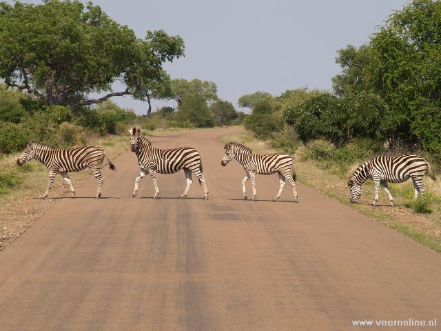 Zuid Afrika - Zebra's in Kruger