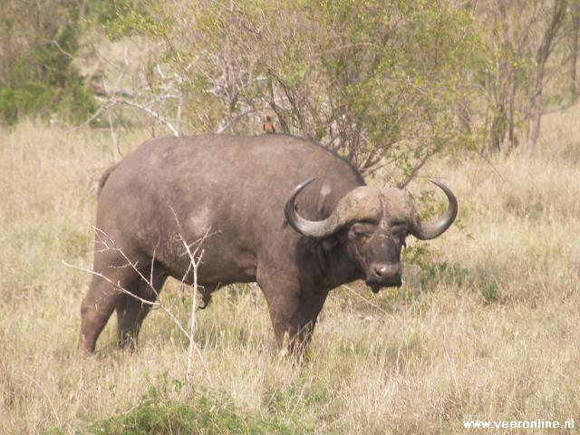 Zuid Afrika - Een buffel