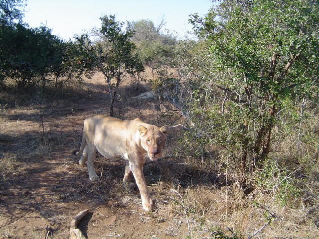 Zuid Afrika - Leeuwin