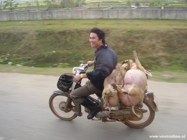 Vietnam - Vervoer varkens