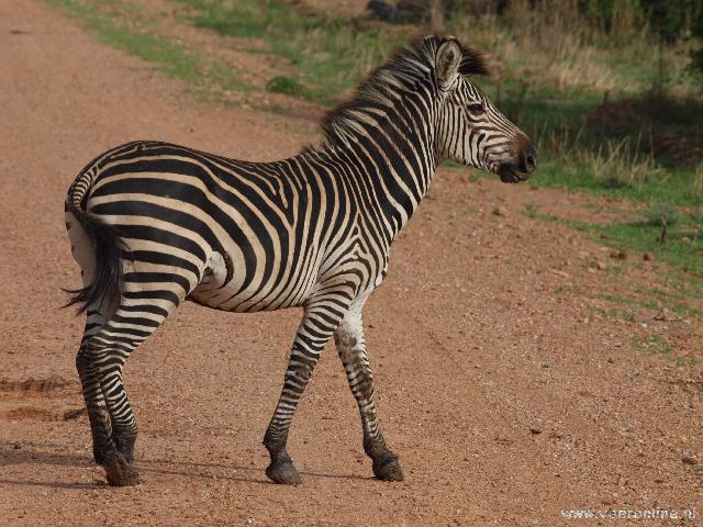 Zambia - Zebra South Luangwa