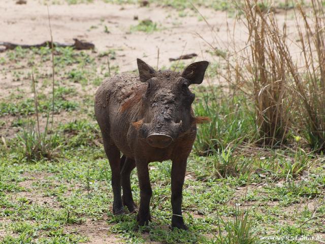Zambia - Een Warthog