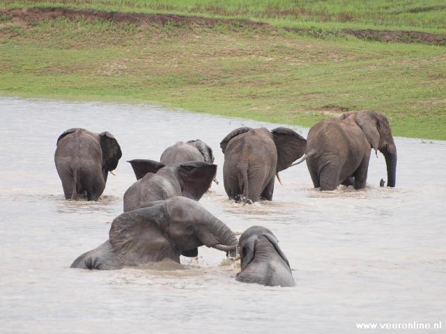Zambia - Olifanten in rivier